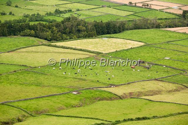 Portugal Acores 14.JPG - Portugal, Açores, île de Terceira, Serra do Cume, prairies entourées de murets en pierre
